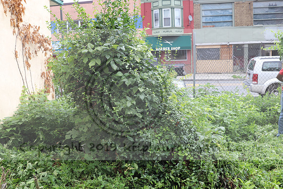IMG_4402.1226 Community Garden  2b August 8, 2020 @KTIP Laura Elam