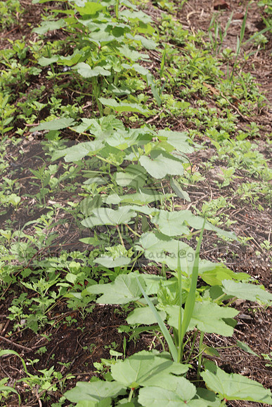 IMG_4382.1226 Community Garden  2b August 8, 2020 @KTIP Laura Elam