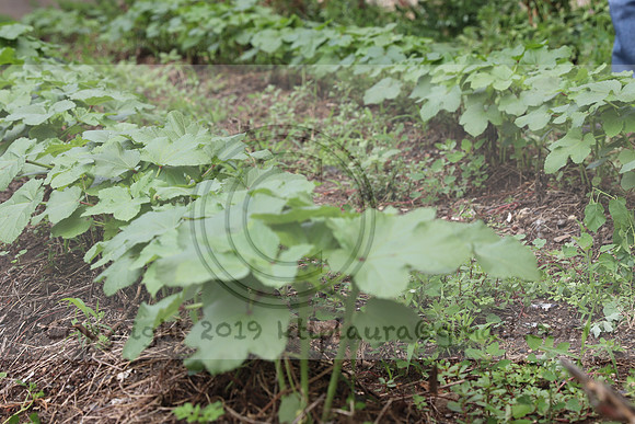 IMG_4364.1226 Community Garden  2b August 8, 2020 @KTIP Laura Elam