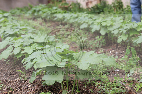 IMG_4363.1226 Community Garden  2b August 8, 2020 @KTIP Laura Elam