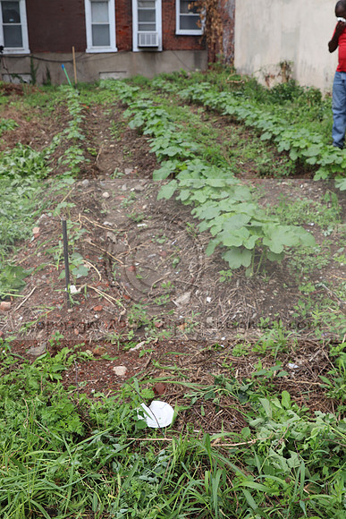 IMG_4361.1226 Community Garden  2b August 8, 2020 @KTIP Laura Elam