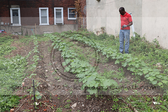 IMG_4359.1226 Community Garden  2b August 8, 2020 @KTIP Laura Elam