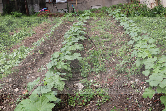 IMG_4352.1226 Community Garden  2b August 8, 2020 @KTIP Laura Elam