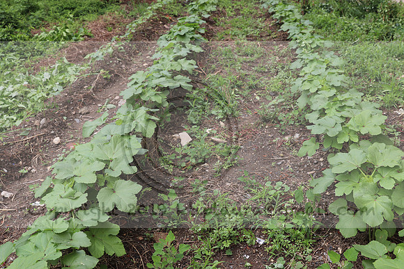 IMG_4346.1226 Community Garden  2b August 8, 2020 @KTIP Laura Elam