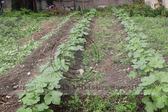 IMG_4345.1226 Community Garden  2b August 8, 2020 @KTIP Laura Elam