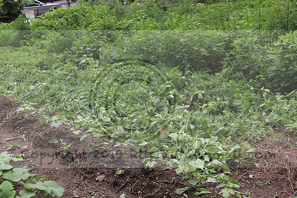 IMG_4340.1226 Community Garden  2b August 8, 2020 @KTIP Laura Elam