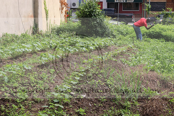 IMG_4335.1226 Community Garden  2b August 8, 2020 @KTIP Laura Elam