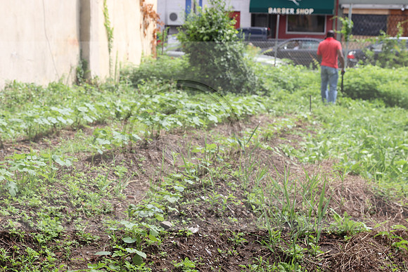 IMG_4334.1226 Community Garden  2b August 8, 2020 @KTIP Laura Elam