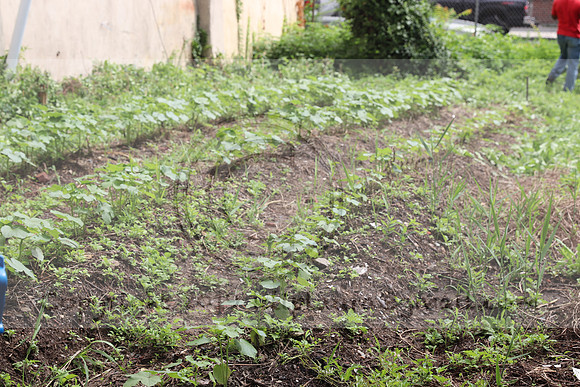IMG_4333.1226 Community Garden  2b August 8, 2020 @KTIP Laura Elam