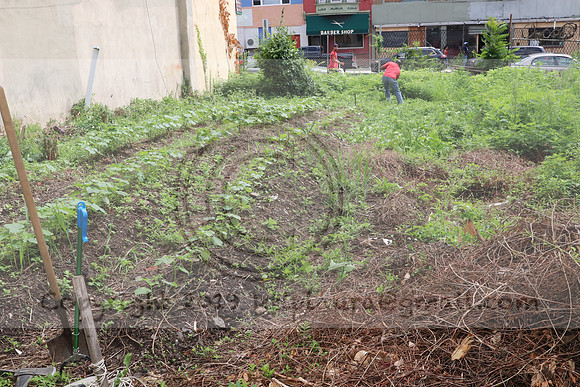 IMG_4331.1226 Community Garden  2b August 8, 2020 @KTIP Laura Elam
