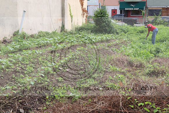IMG_4322.1226 Community Garden  2b August 8, 2020 @KTIP Laura Elam