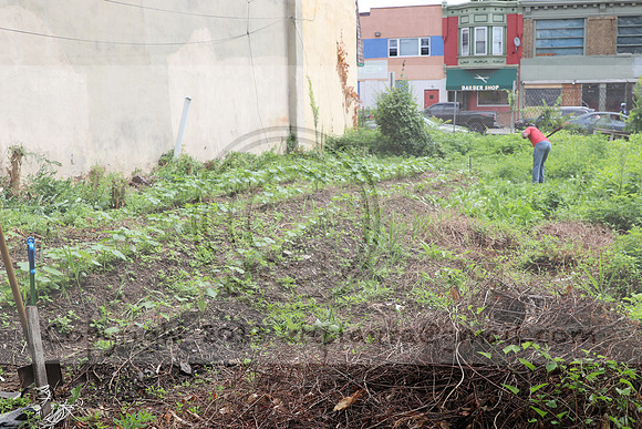 IMG_4321.1226 Community Garden  2b August 8, 2020 @KTIP Laura Elam