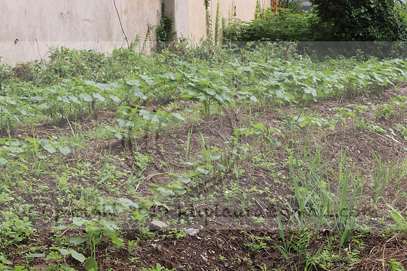 IMG_4318.1226 Community Garden  2b August 8, 2020 @KTIP Laura Elam