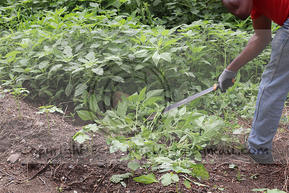 IMG_4316.1226 Community Garden  2b August 8, 2020 @KTIP Laura Elam