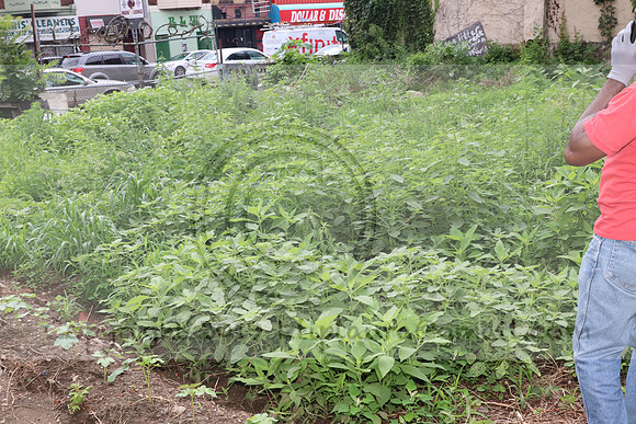 IMG_4313.1226 Community Garden  2b August 8, 2020 @KTIP Laura Elam