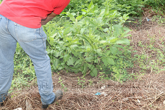 IMG_4311.1226 Community Garden  2b August 8, 2020 @KTIP Laura Elam
