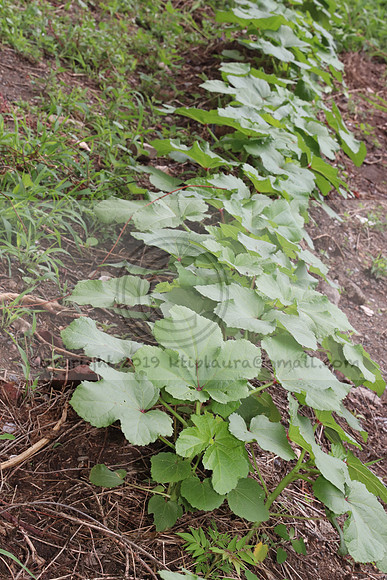 IMG_4308.1226 Community Garden  2b August 8, 2020 @KTIP Laura Elam
