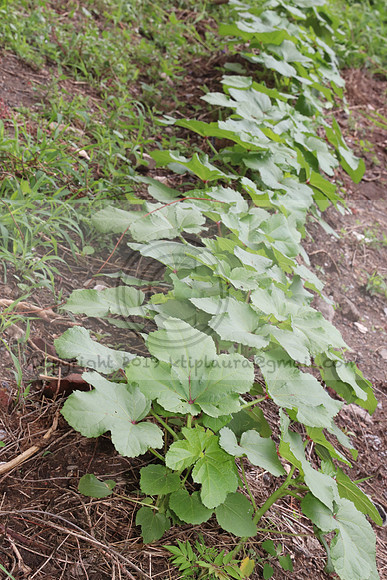 IMG_4307.1226 Community Garden  2b August 8, 2020 @KTIP Laura Elam