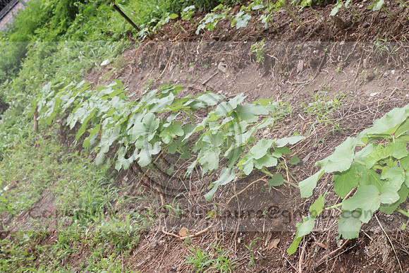 IMG_4293.1226 Community Garden  2b August 8, 2020 @KTIP Laura Elam