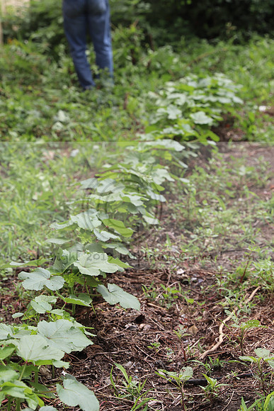 IMG_4292.1226 Community Garden  2b August 8, 2020 @KTIP Laura Elam