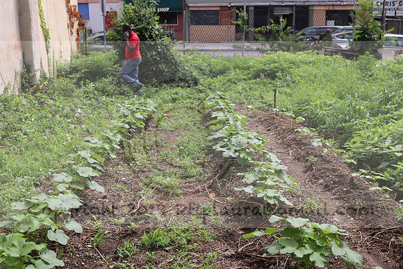 IMG_4289.1226 Community Garden  2b August 8, 2020 @KTIP Laura Elam