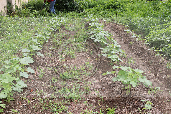 IMG_4288.1226 Community Garden  2b August 8, 2020 @KTIP Laura Elam