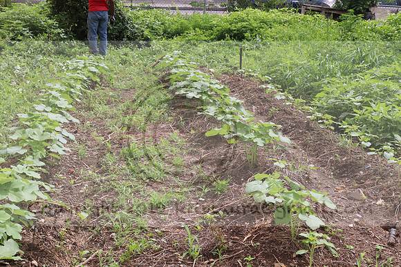 IMG_4286.1226 Community Garden  2b August 8, 2020 @KTIP Laura Elam