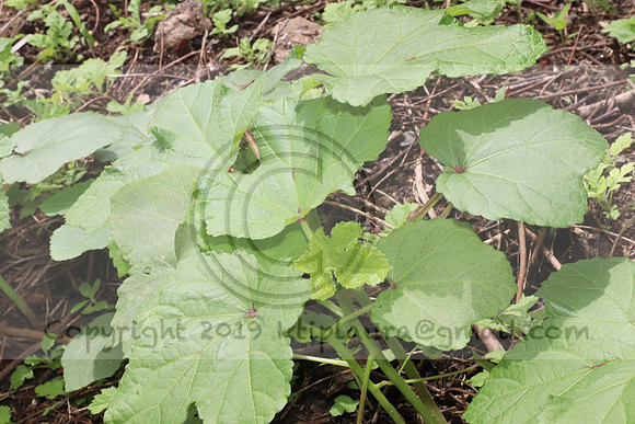 IMG_4282.1226 Community Garden  2b August 8, 2020 @KTIP Laura Elam