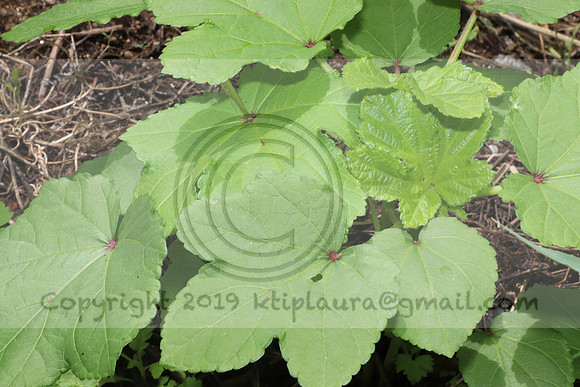 IMG_4280.1226 Community Garden  2b August 8, 2020 @KTIP Laura Elam