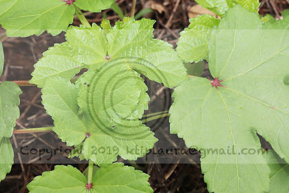 IMG_4277.1226 Community Garden  2b August 8, 2020 @KTIP Laura Elam