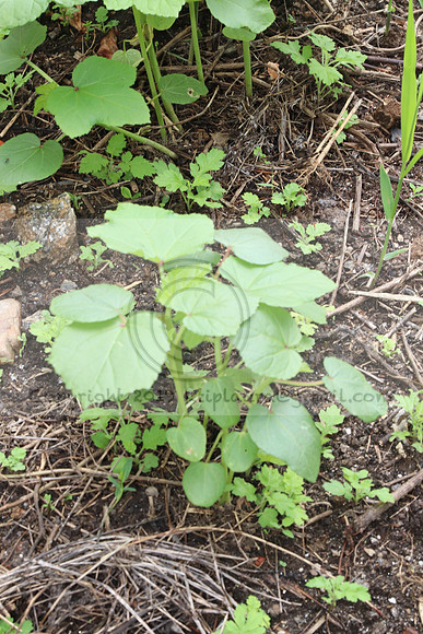 IMG_4268.1226 Community Garden  2b August 8, 2020 @KTIP Laura Elam