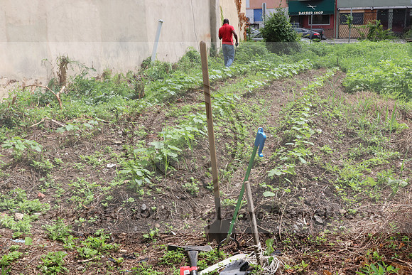 IMG_4259.1226 Community Garden  2b August 8, 2020 @KTIP Laura Elam