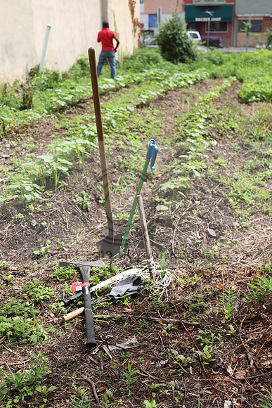 IMG_4258.1226 Community Garden  2b August 8, 2020 @KTIP Laura Elam