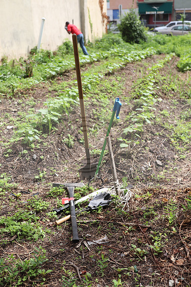 IMG_4257.1226 Community Garden  2b August 8, 2020 @KTIP Laura Elam