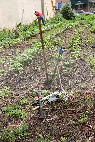 IMG_4256.1226 Community Garden  2b August 8, 2020 @KTIP Laura Elam
