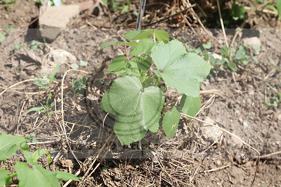 IMG_3570. 1226 Community Garden August 1 2020 @KTIP Laura Elam