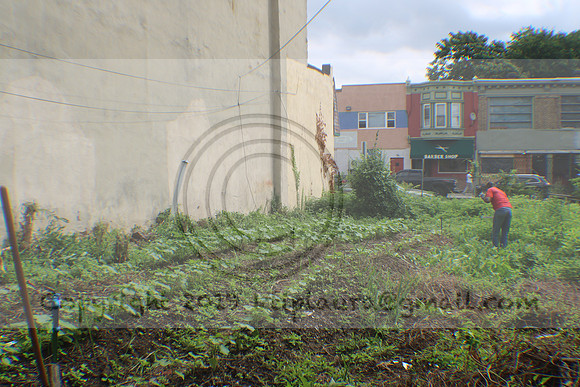 IMG_4334.1226 Community Garden Aug 8  2020 Laura Elam