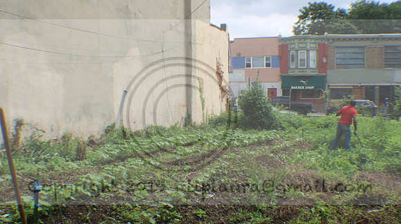 IMG_4331.1226 Community Garden Aug 8  2020 Laura Elam