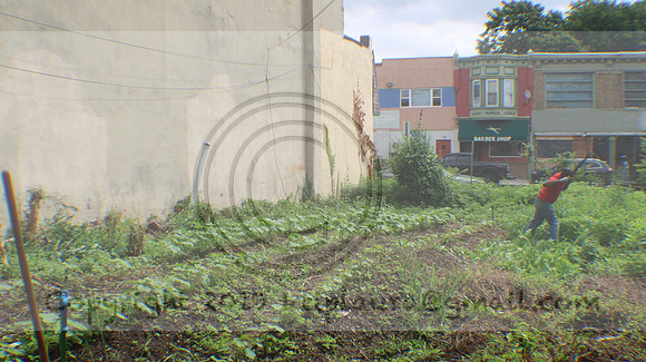 IMG_4330.1226 Community Garden Aug 8  2020 Laura Elam