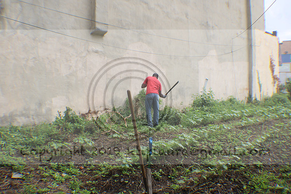 IMG_4311.1226 Community Garden Aug 8  2020 Laura Elam