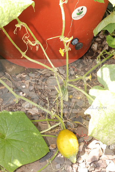 IMG_2642.Torpedopot July 26,2020 @KTIP Laura Elam