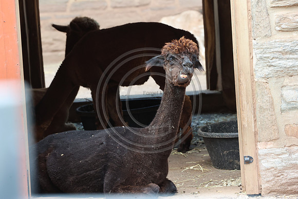 KTIN9366. Philadelphia Zoo 08112024 ktiplaura@gmail.com
