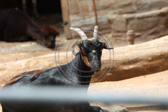 KTIN9360. Philadelphia Zoo 08112024 ktiplaura@gmail.com