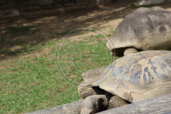 KTIN9375. Philadelphia Zoo 08112024 ktiplaura@gmail.com