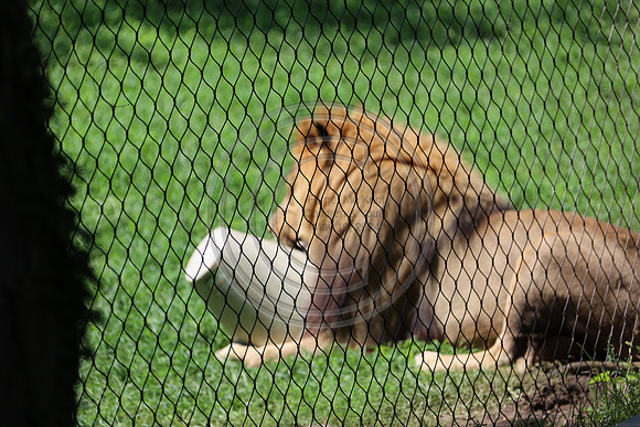 KTIN9465. Philadelphia Zoo 08112024 ktiplaura@gmail.com