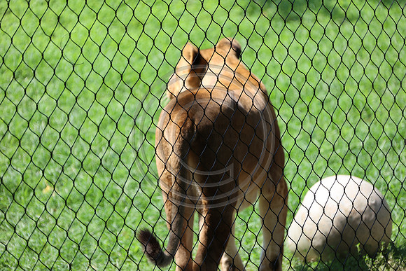 KTIN9506. Philadelphia Zoo 08112024 ktiplaura@gmail.com
