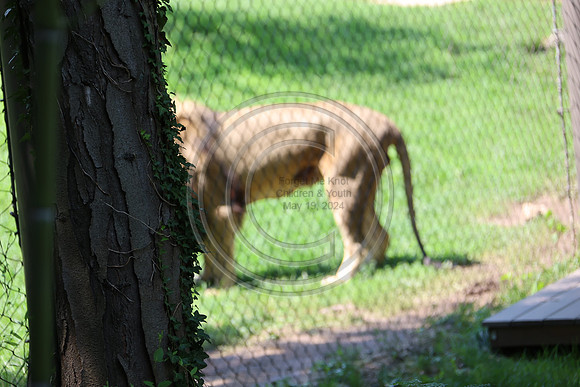 KTIN9451. Philadelphia Zoo 08112024 ktiplaura@gmail.com
