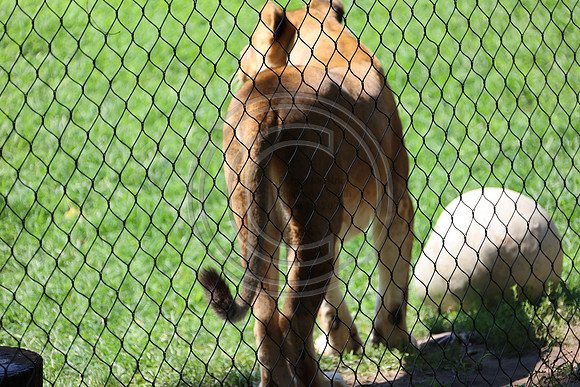 KTIN9505. Philadelphia Zoo 08112024 ktiplaura@gmail.com