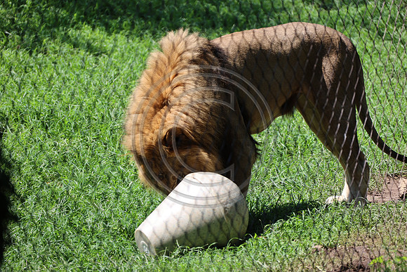 KTIN9483. Philadelphia Zoo 08112024 ktiplaura@gmail.com