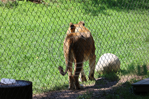 KTIN9504. Philadelphia Zoo 08112024 ktiplaura@gmail.com